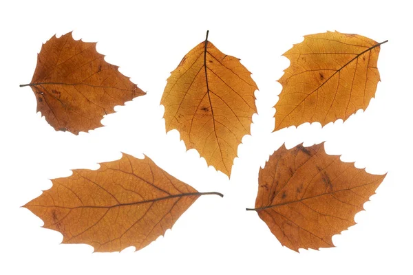 Set Brown Dry Autumn Leaves Isolated White Background — Fotografia de Stock