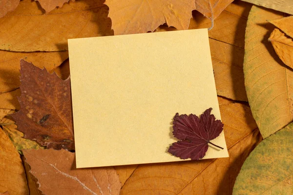 Jesień Suche Żółte Liście Tło Przestrzenią Kopiowania — Zdjęcie stockowe
