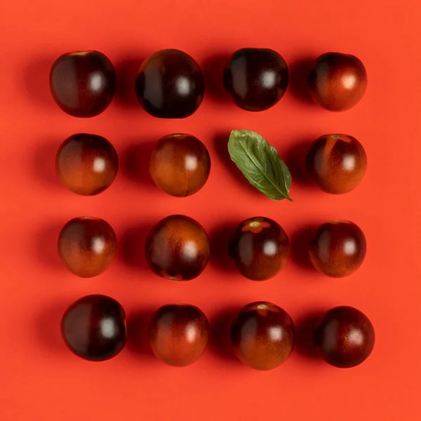 Black strawberry tomatoes on a red background. Top view.