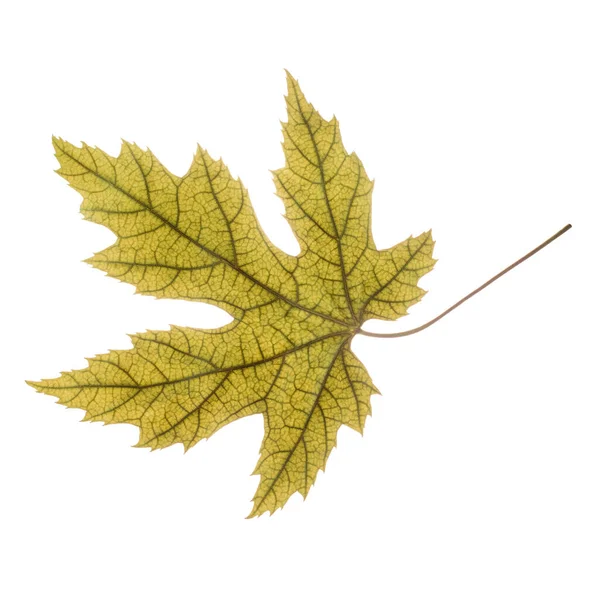 Dry Autumn Maple Leaf Yellow Leaf Isolated White Background — Foto Stock
