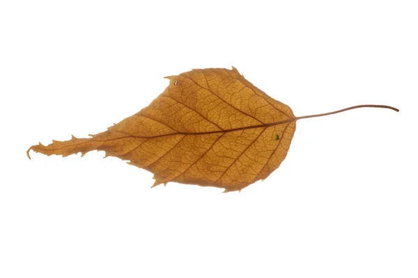 Dry Autumn Birch Leaf Yellow Leaf Isolated White Background — Foto Stock