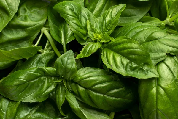 Fresh Green Basil Top View — Stok Foto