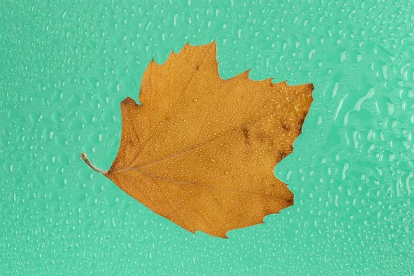 Autumn Wet Maple Leaf Drops Turquoise Background — Zdjęcie stockowe