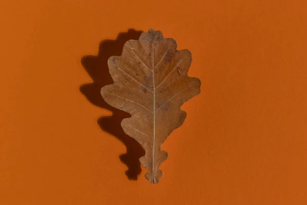 Autumn Oak Dry Leaf Top View Minimalist Style — Zdjęcie stockowe