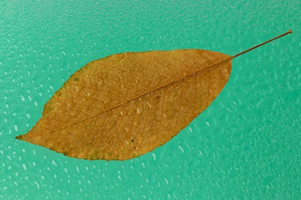 Autumn Wet Leaf Drops Turquoise Background — Foto Stock