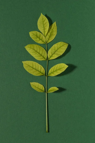 Twig Yellow Autumn Leaves Green Background Top View Image En Vente