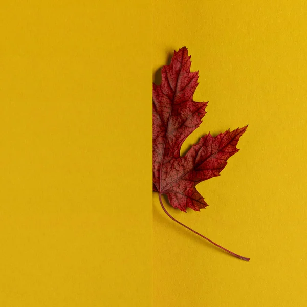 Dry Autumn Maple Leaf Bright Yellow Background Extreme Minimalism Style — 스톡 사진