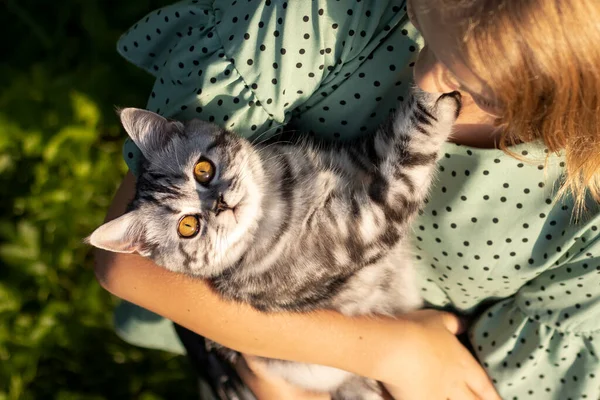 Cat Being Embraced Its Owner Close Top View — Fotografia de Stock