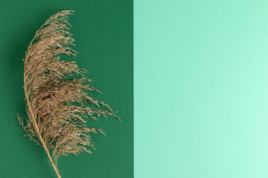 Reed branch on green background. Flat lay floral design, top view.