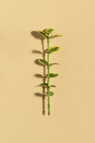 Растение Жёлто Зелёными Листьями Бежевом Фоне Вид Сверху Стоковое Изображение