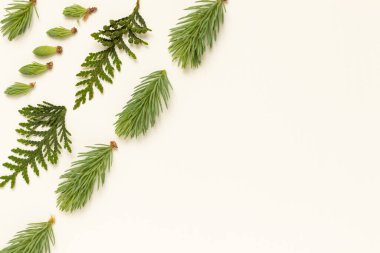 Young fir twigs on a white background. Christmas decoration in minimalist style.