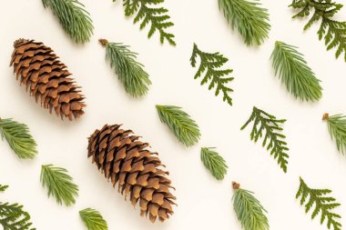 Young fir twigs and cones on a white background. Christmas pattern in minimalist style.