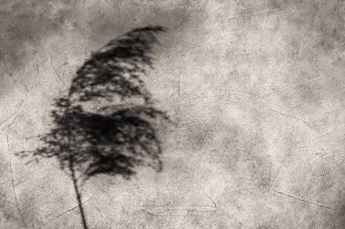 Reed shadow on a black wall. Textured background.