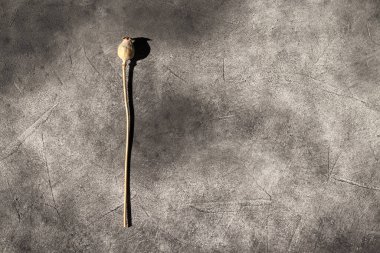 Poppy plant with a seed-head on a black background. Top view.