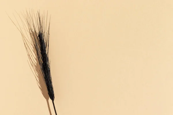 Чорне Пшеничне Вухо Бежевому Фоні Пшеничний Коктейль — стокове фото