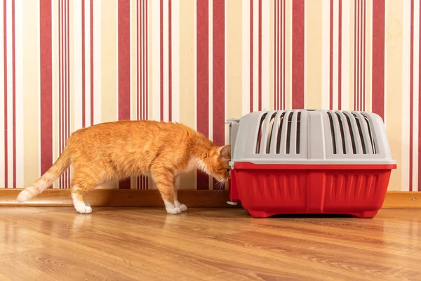 A red cat goes into a pet carrier.