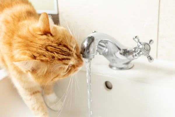A red cat drinks water from the faucet.