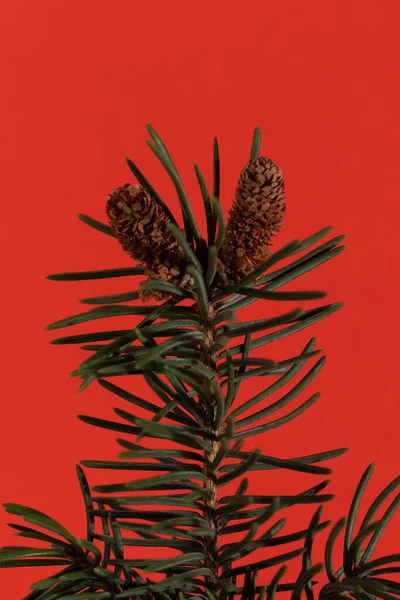 Small Christmas Tree Twig Red Background Xmas Background Close — Stock Photo, Image