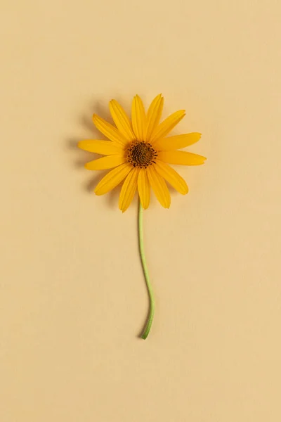 Yellow flower on a beige background. Top view.