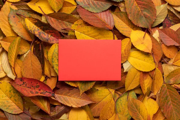 Czerwona Kartka Życzeniami Suchych Jesiennych Liściach — Zdjęcie stockowe