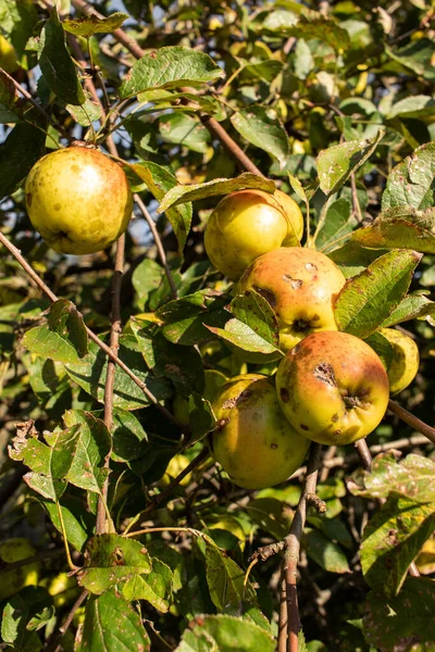 Appels Geteeld Zonder Kunstmest Een Oude Appelboom Biologische Vruchten — Stockfoto