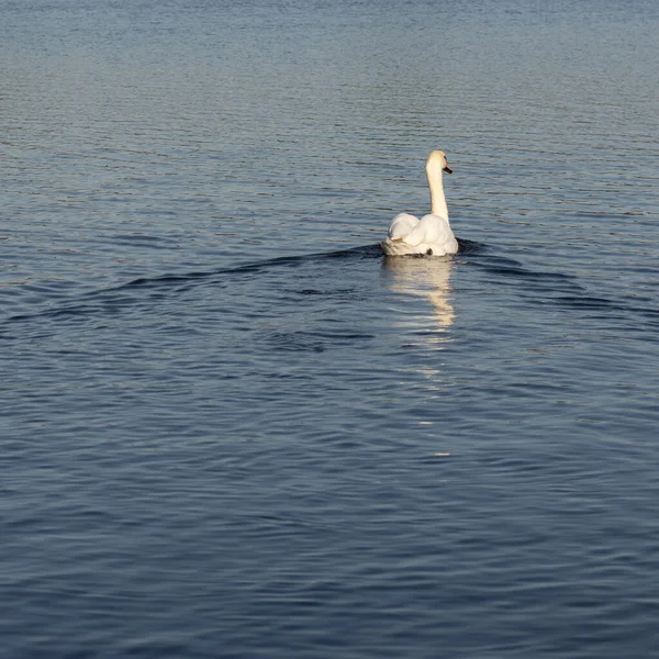 Одинокий Белый Лебедь Плавает Голубой Воде — стоковое фото
