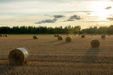 Sahada bir sürü saman yığını var.