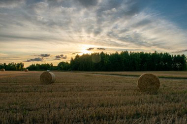 Sahada bir sürü saman yığını var.