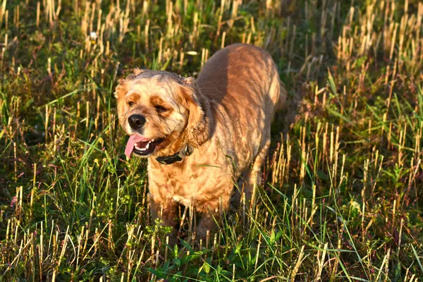 Cocker Spaniel Cão Andando Campo — Fotografia de Stock