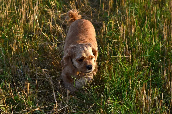 Cocker Spaniel Cão Andando Campo — Fotografia de Stock