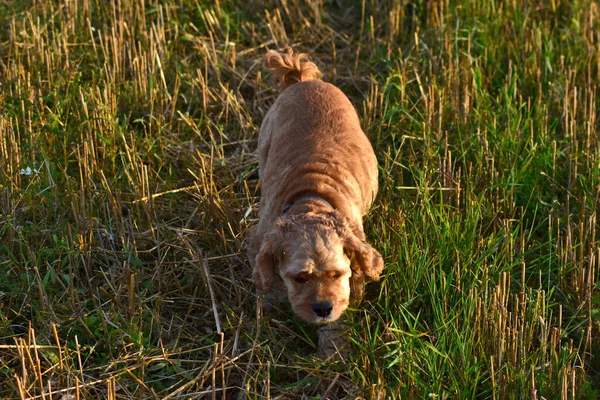 Cocker Spaniel Cão Andando Campo — Fotografia de Stock