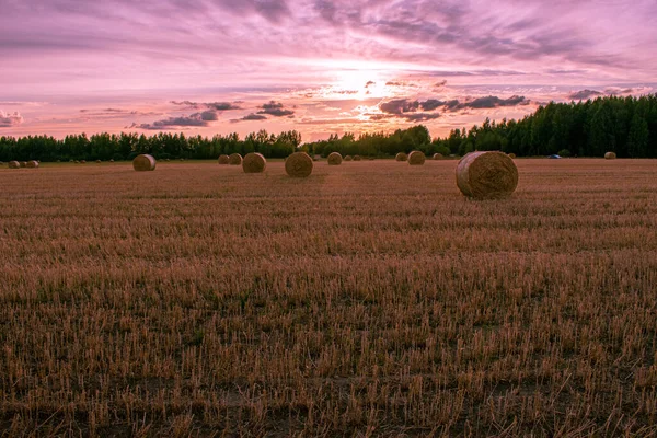 Many Haystacks Lie Field — Stock Photo, Image