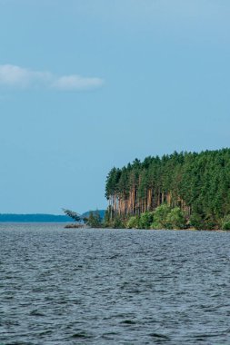 Volga Nehri kıyısındaki çam ormanı