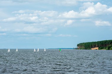 Volga Nehri kıyısındaki çam ormanı