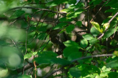 Bir kuş bir ağacın dallarında oturur.