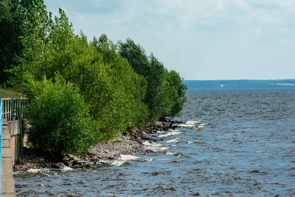 Árboles Crecen Orilla Del Río —  Fotos de Stock