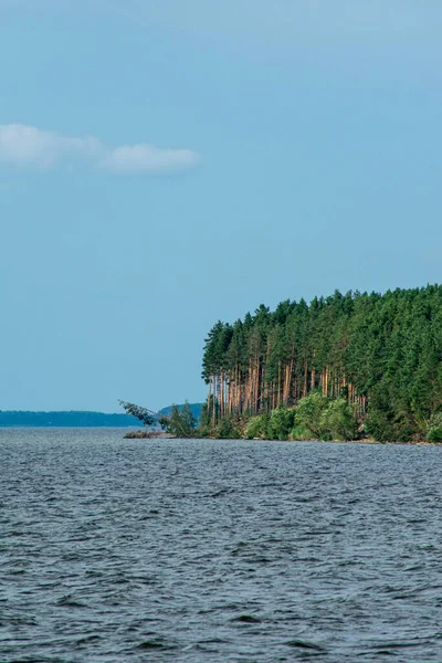 Tallskog Vid Floden Volgas Strand — Stockfoto