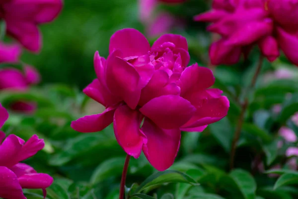 Красивые Яркие Цветы Растут Саду — стоковое фото