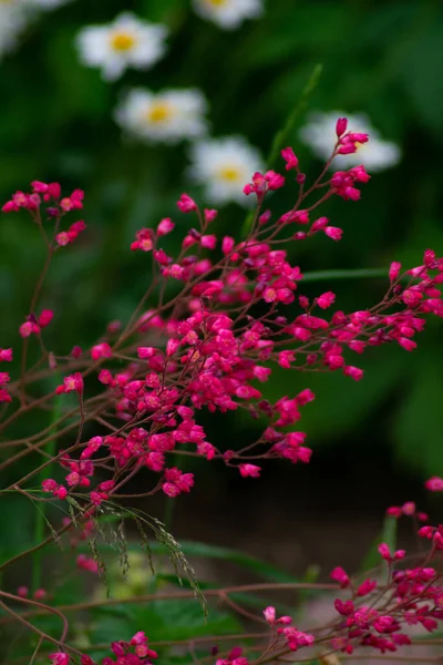 Schöne Helle Blumen Wachsen Garten — Stockfoto