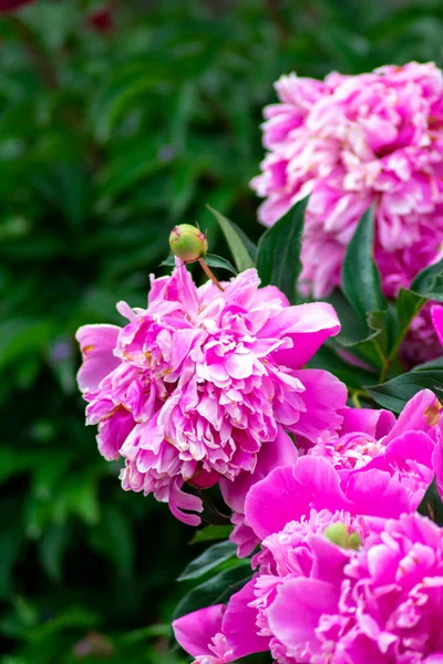 Belas Flores Brilhantes Crescem Jardim — Fotografia de Stock