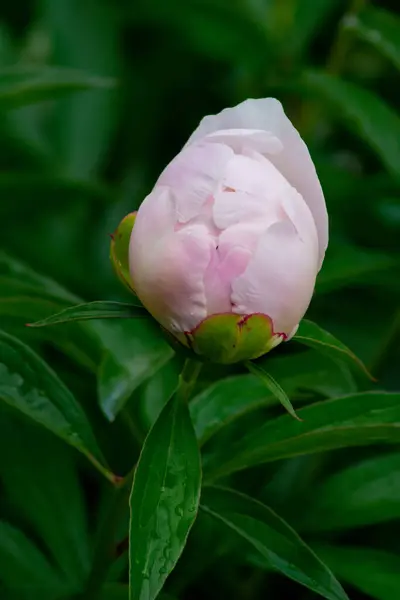 Belles Fleurs Brillantes Poussent Dans Jardin — Photo