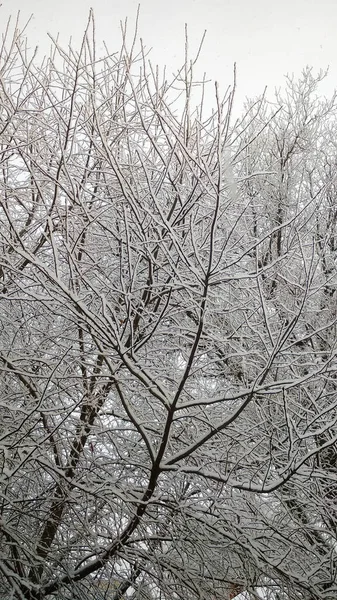 Rami Albero Nella Neve Inverno — Foto Stock