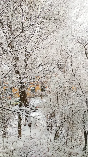 Träd Grenar Snön Vintern — Stockfoto