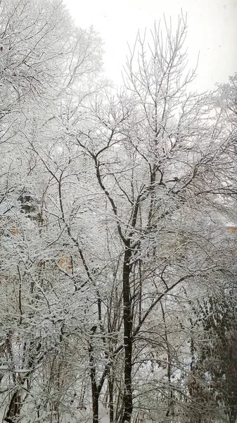 Träd Grenar Snön Vintern — Stockfoto