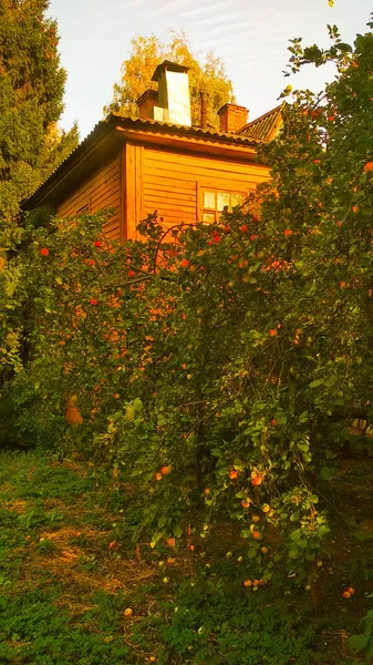 Apfelbäume Wachsen Garten Neben Dem Haus — Stockfoto