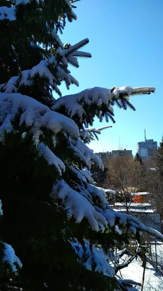 Grangrenar Snön Vintern — Stockfoto