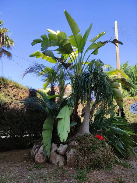 Красивые Пальмы Растут Саду — стоковое фото