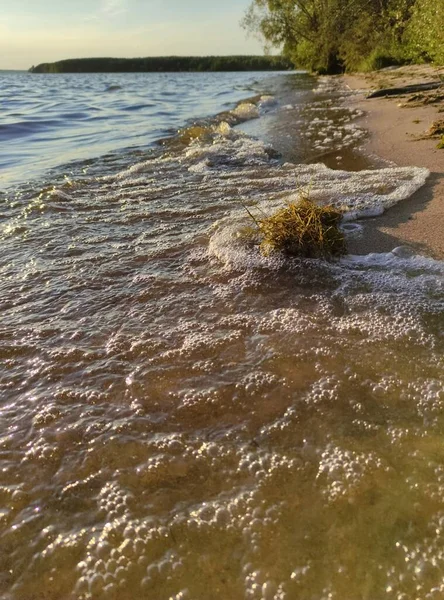 Wald Und Fluss Einem Sommertag — Stockfoto