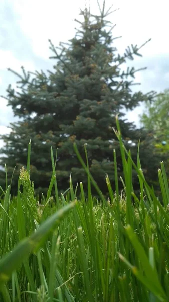 Belle Épinette Bleue Pousse Dans Jardin — Photo