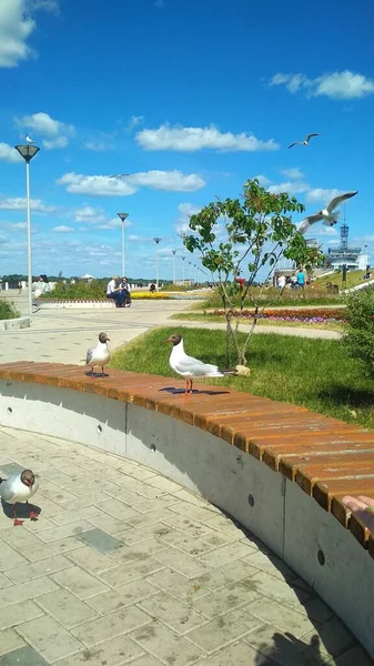 Vögel Fliegen Auf Der Stadtpromenade — Stockfoto